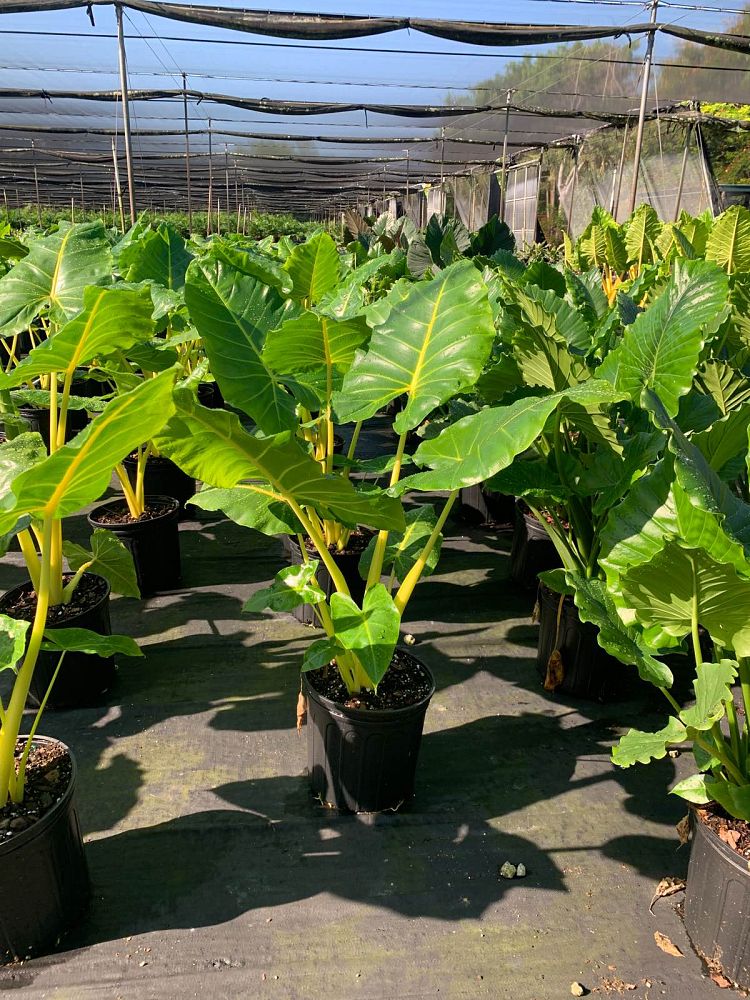 alocasia-macrorrhiza-lutea-elephant-ear-yellow-stem-alocasia