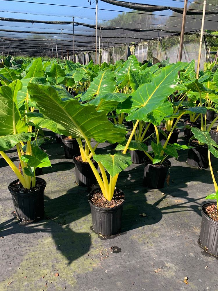 alocasia-macrorrhiza-lutea-elephant-ear-yellow-stem-alocasia