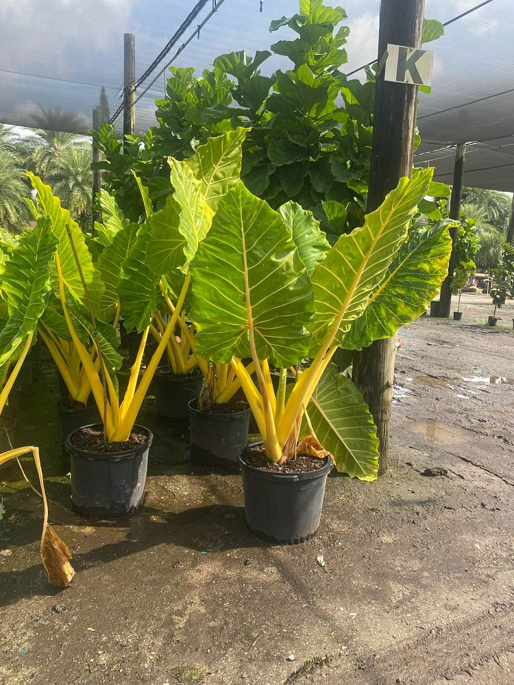 alocasia-macrorrhiza-lutea-elephant-ear-yellow-stem-alocasia
