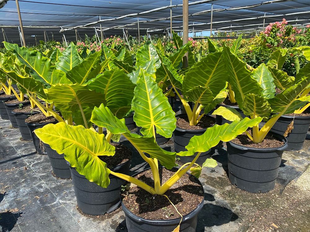 alocasia-macrorrhiza-lutea-elephant-ear-yellow-stem-alocasia