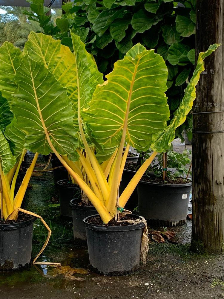 alocasia-macrorrhiza-lutea-elephant-ear-yellow-stem-alocasia