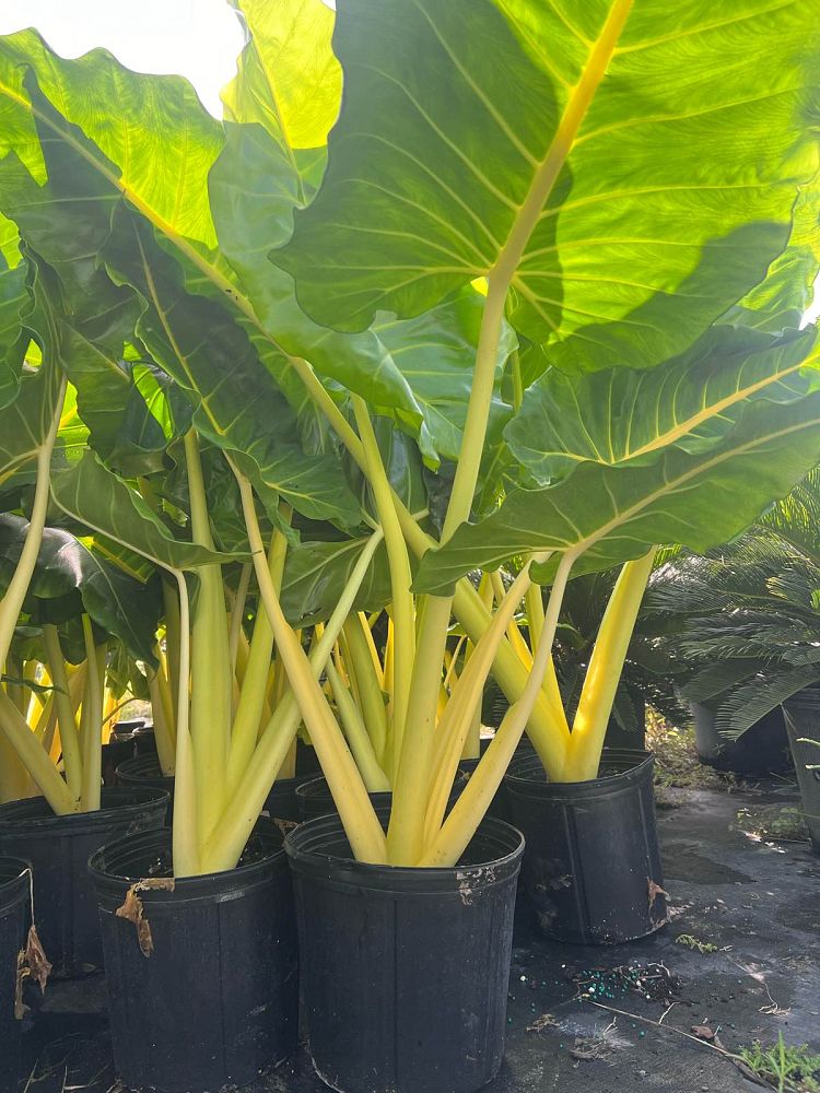 alocasia-macrorrhiza-lutea-elephant-ear-yellow-stem-alocasia