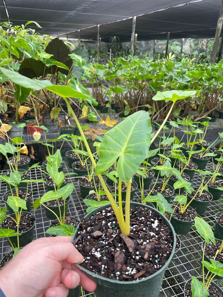 alocasia-macrorrhiza-lutea-elephant-ear-yellow-stem-alocasia