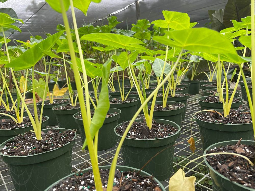 alocasia-macrorrhiza-lutea-elephant-ear-yellow-stem-alocasia