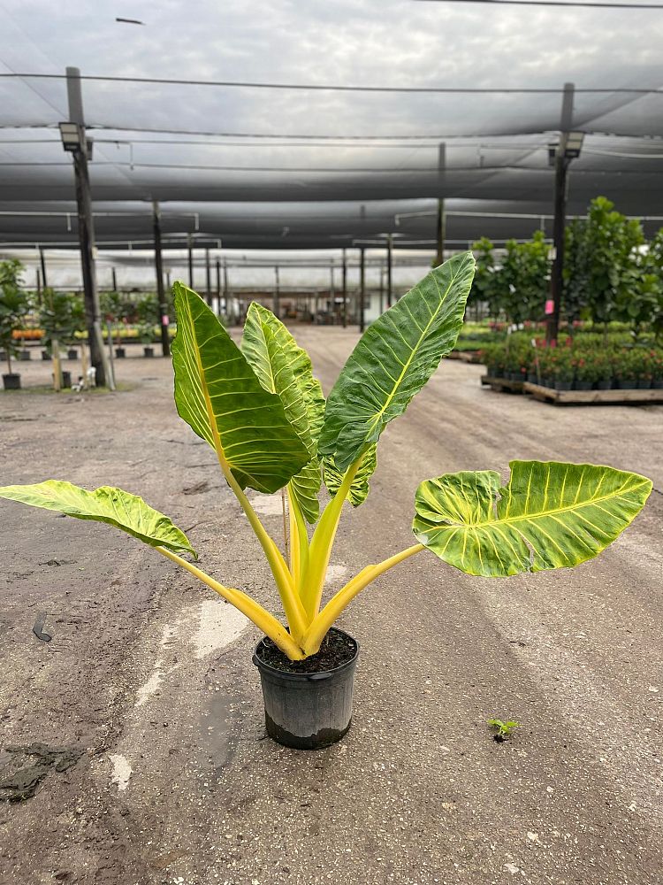 alocasia-macrorrhiza-lutea-elephant-ear-yellow-stem-alocasia