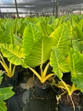 alocasia-macrorrhiza-lutea-elephant-ear-yellow-stem-alocasia