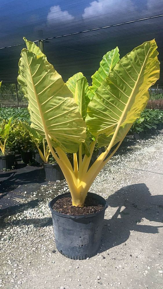 alocasia-macrorrhiza-lutea-elephant-ear-yellow-stem-alocasia