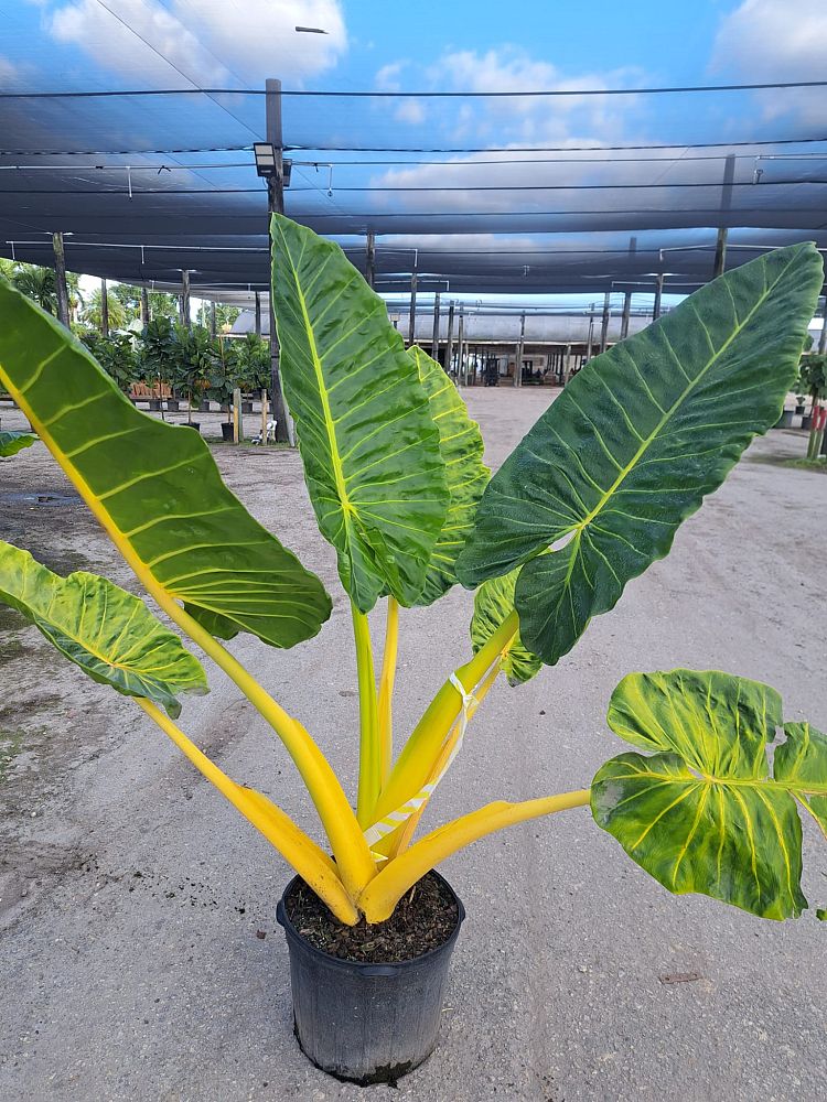 alocasia-macrorrhiza-lutea-elephant-ear-yellow-stem-alocasia