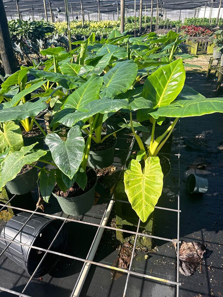 alocasia-macrorrhiza-lutea-elephant-ear-yellow-stem-alocasia
