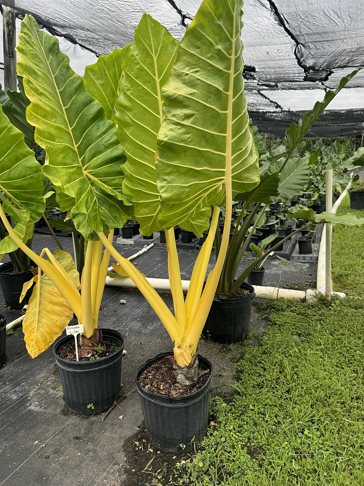 alocasia-macrorrhiza-lutea-elephant-ear-yellow-stem-alocasia