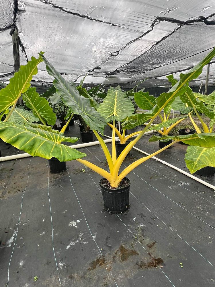 alocasia-macrorrhiza-lutea-elephant-ear-yellow-stem-alocasia