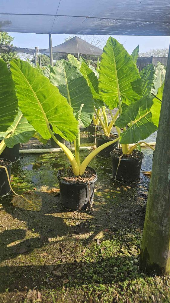 alocasia-macrorrhiza-lutea-elephant-ear-yellow-stem-alocasia
