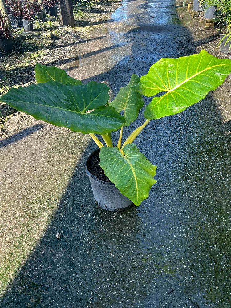 alocasia-macrorrhiza-lutea-elephant-ear-yellow-stem-alocasia