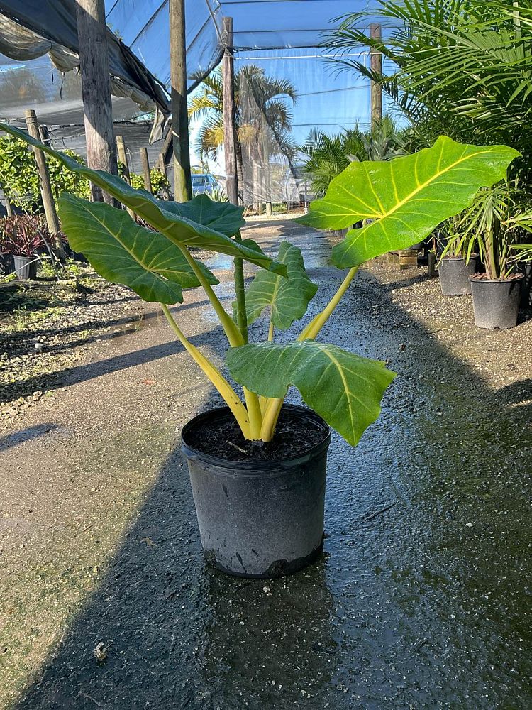 alocasia-macrorrhiza-lutea-elephant-ear-yellow-stem-alocasia