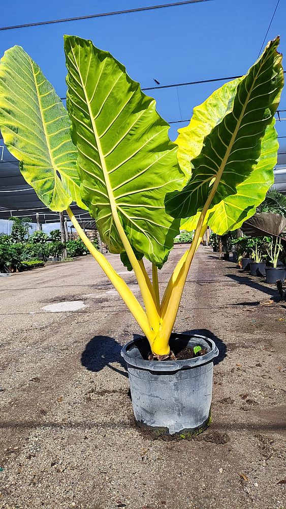 alocasia-macrorrhiza-lutea-elephant-ear-yellow-stem-alocasia