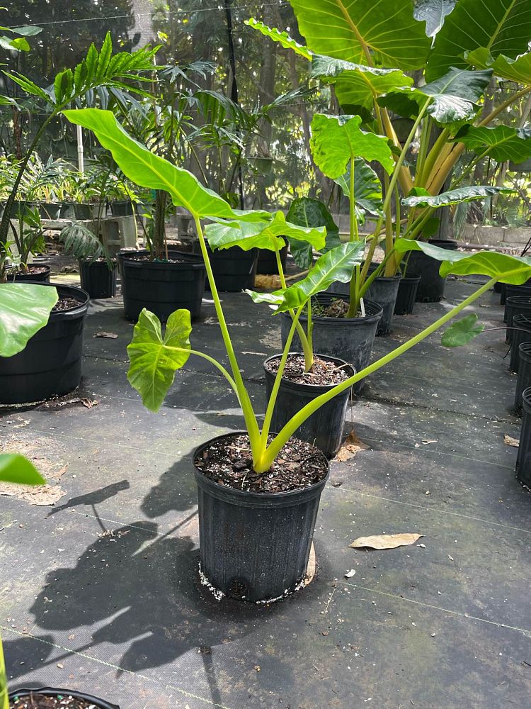 alocasia-macrorrhiza-lutea-elephant-ear-yellow-stem-alocasia