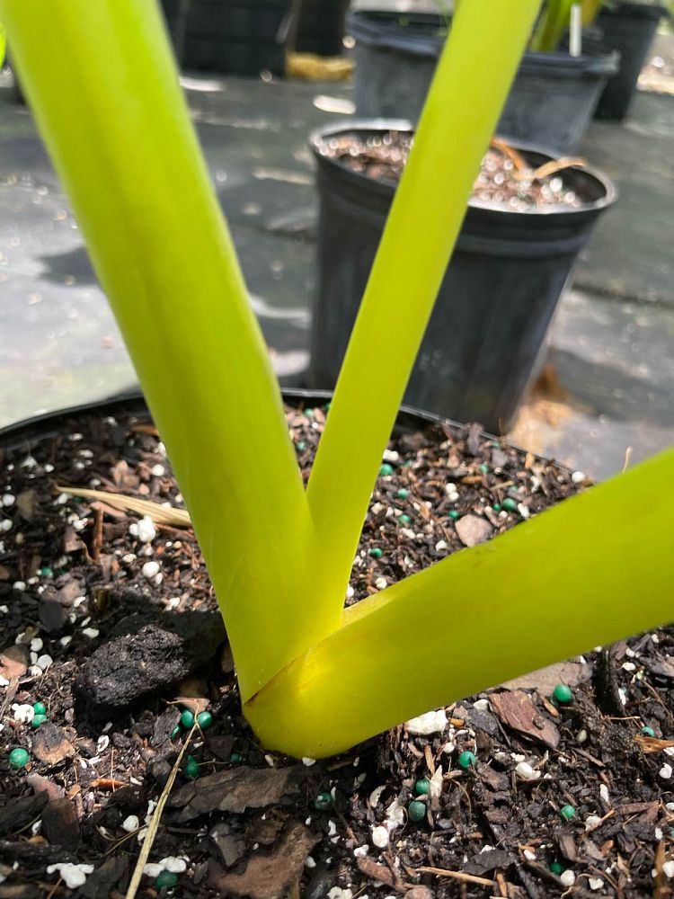 alocasia-macrorrhiza-lutea-elephant-ear-yellow-stem-alocasia