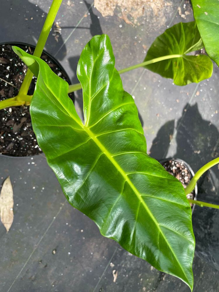 alocasia-macrorrhiza-lutea-elephant-ear-yellow-stem-alocasia