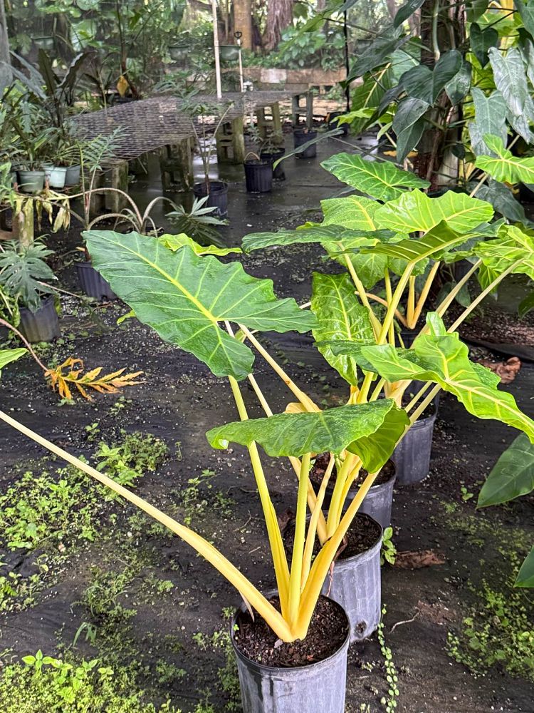 alocasia-macrorrhiza-lutea-elephant-ear-yellow-stem-alocasia