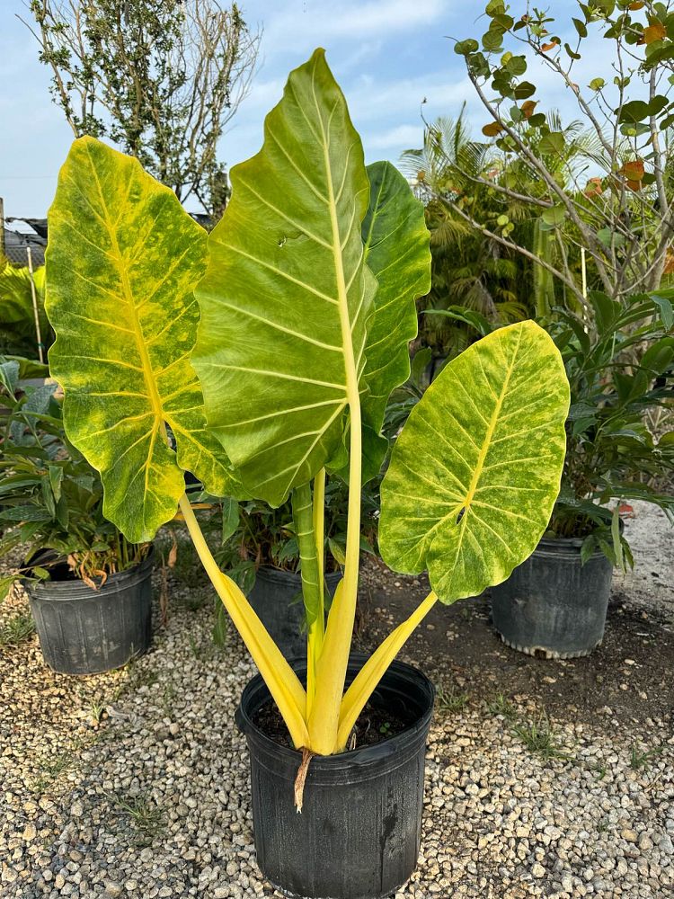alocasia-macrorrhiza-lutea-elephant-ear-yellow-stem-alocasia