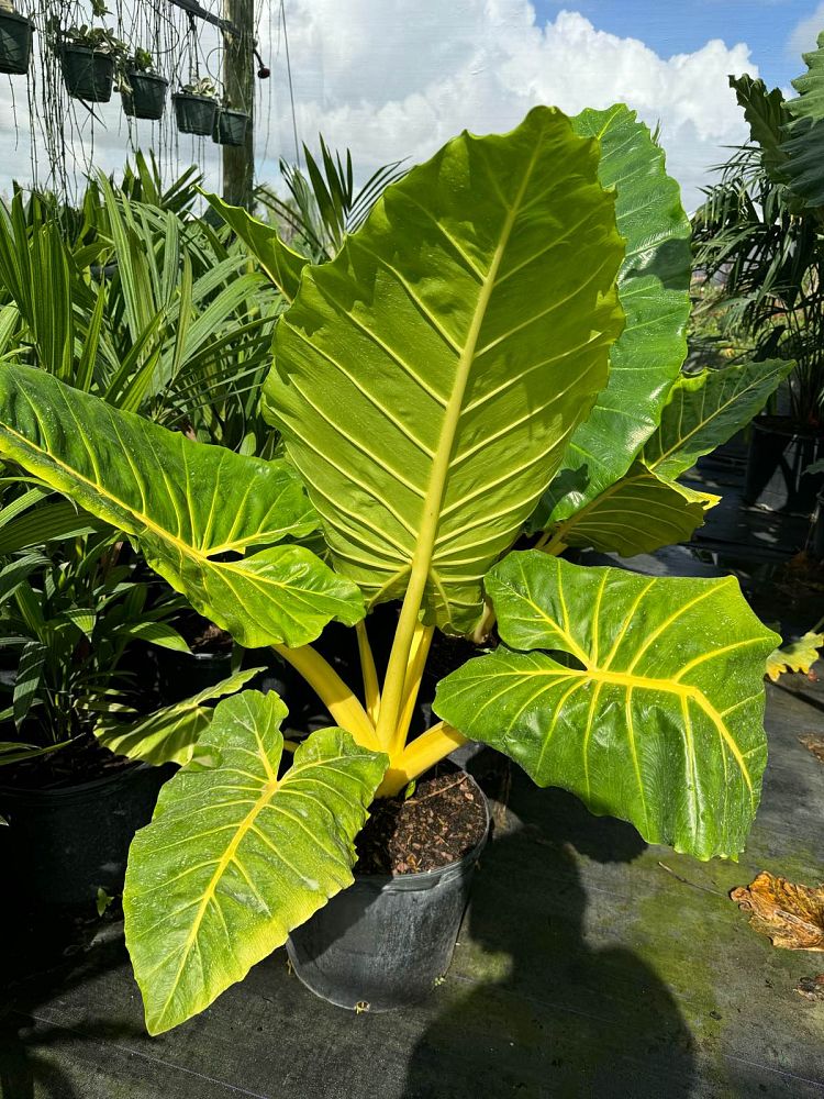 alocasia-macrorrhiza-lutea-elephant-ear-yellow-stem-alocasia