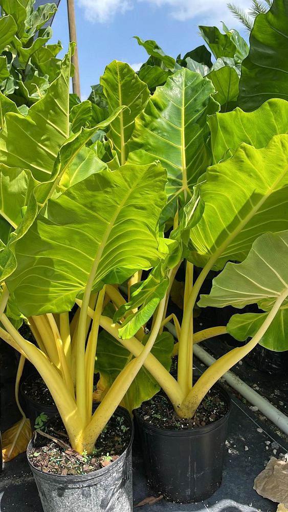 alocasia-macrorrhiza-lutea-elephant-ear-yellow-stem-alocasia