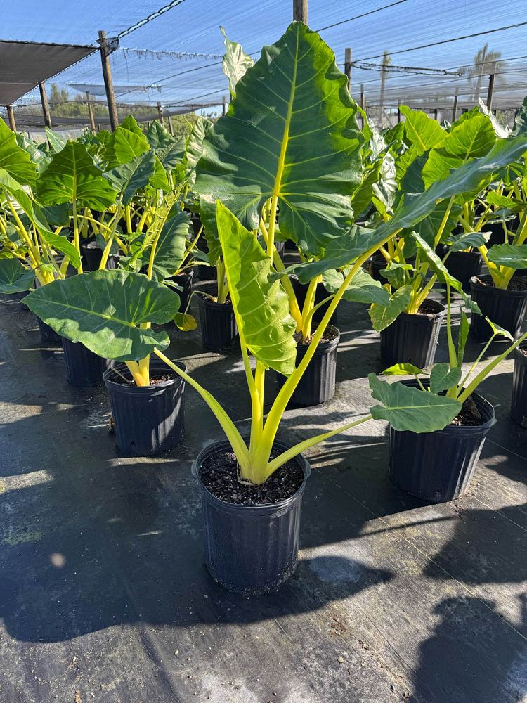 alocasia-macrorrhiza-lutea-elephant-ear-yellow-stem-alocasia