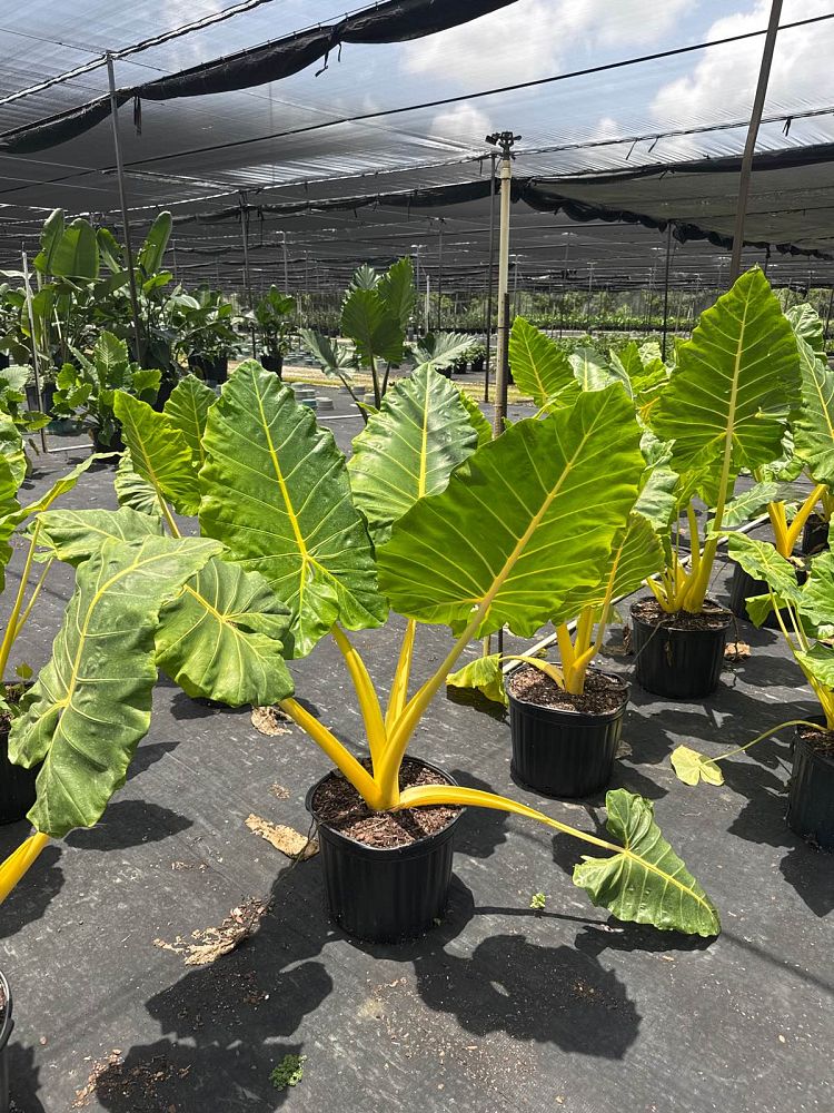 alocasia-macrorrhiza-lutea-elephant-ear-yellow-stem-alocasia