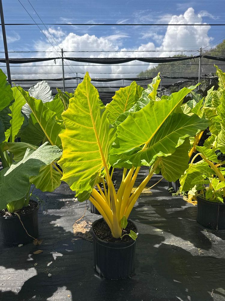 alocasia-macrorrhiza-lutea-elephant-ear-yellow-stem-alocasia