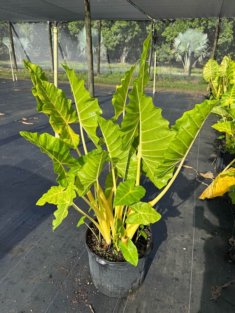 alocasia-macrorrhiza-lutea-elephant-ear-yellow-stem-alocasia