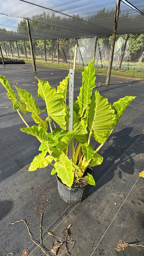 alocasia-macrorrhiza-lutea-elephant-ear-yellow-stem-alocasia