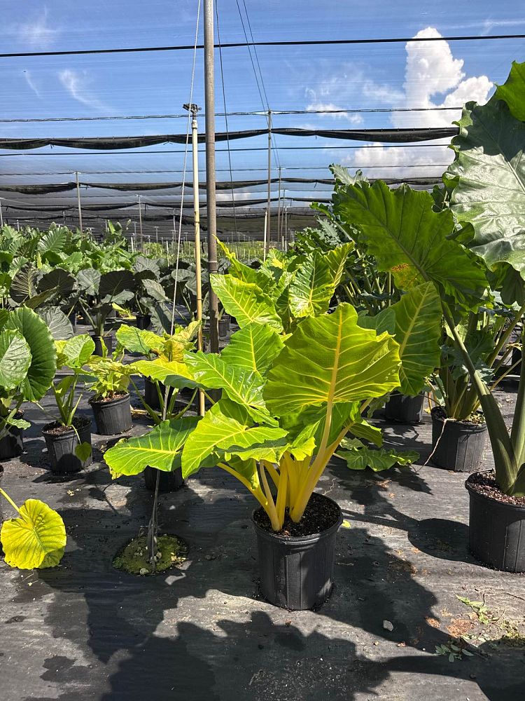 alocasia-macrorrhiza-lutea-elephant-ear-yellow-stem-alocasia