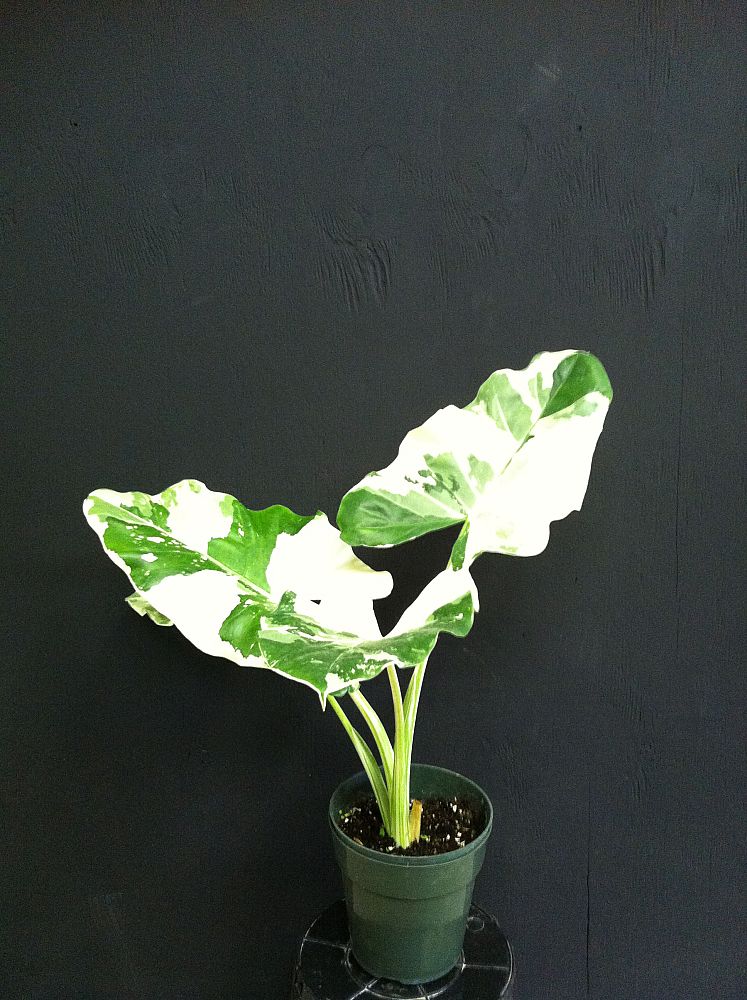 alocasia-macrorrhiza-variegata-elephant-ear