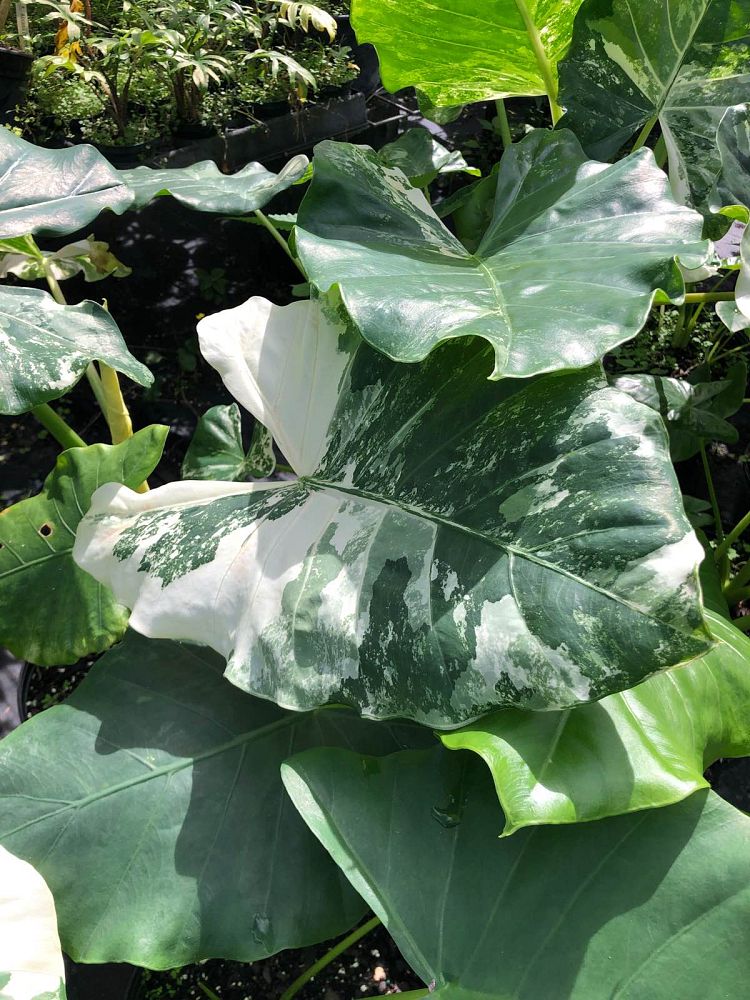 alocasia-macrorrhiza-variegata-elephant-ear