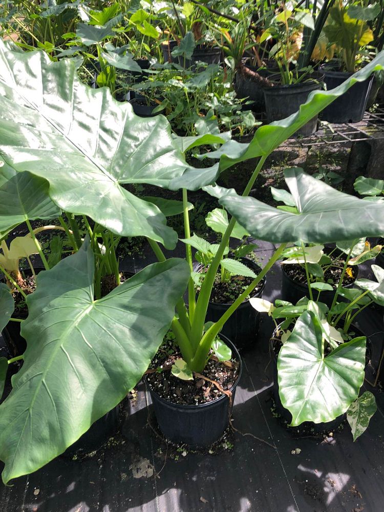 alocasia-macrorrhiza-variegata-elephant-ear