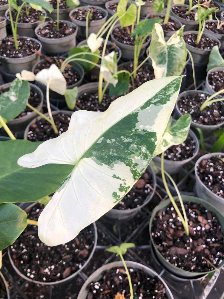 alocasia-macrorrhiza-variegata-elephant-ear