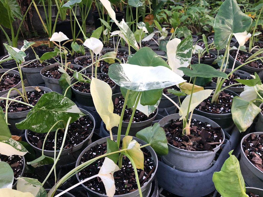 alocasia-macrorrhiza-variegata-elephant-ear