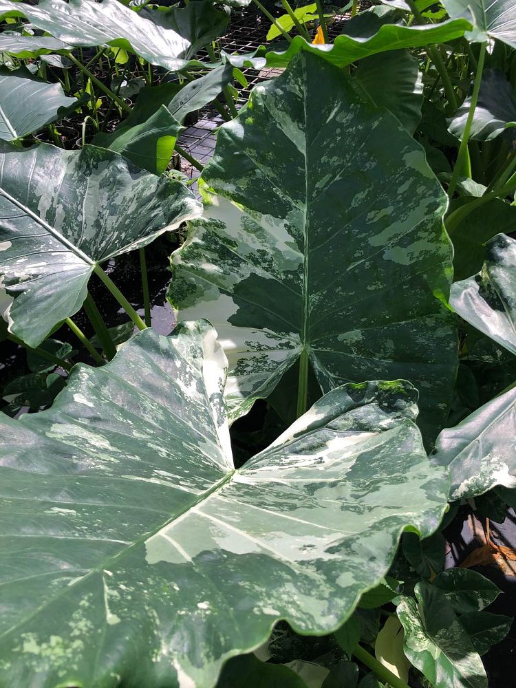 alocasia-macrorrhiza-variegata-elephant-ear
