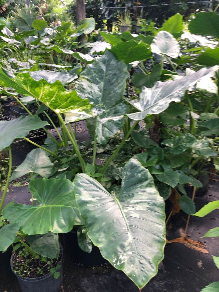 alocasia-macrorrhiza-variegata-elephant-ear