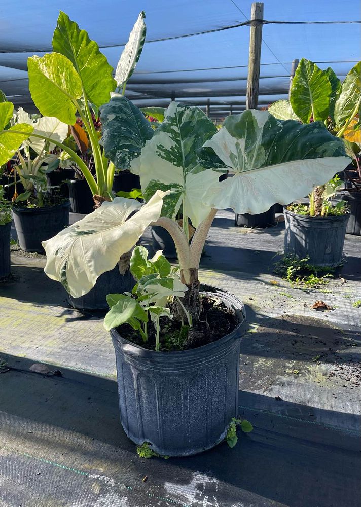 alocasia-macrorrhiza-variegata-elephant-ear