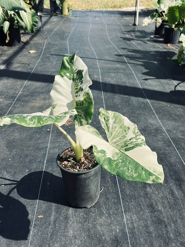 alocasia-macrorrhiza-variegata-elephant-ear