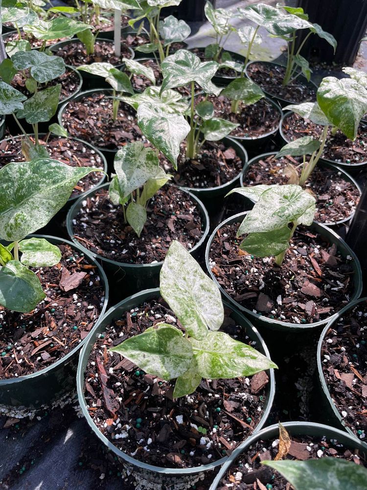 alocasia-macrorrhiza-variegata-elephant-ear