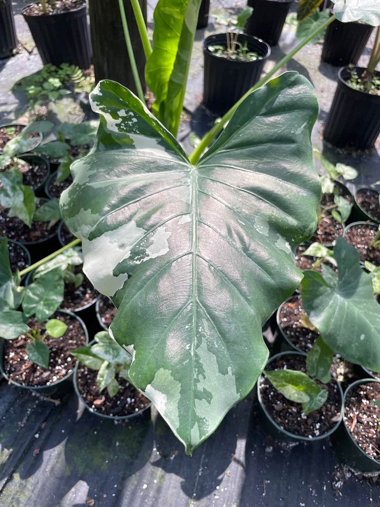 alocasia-macrorrhiza-variegata-elephant-ear