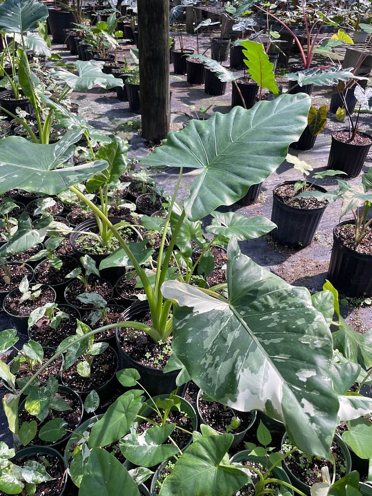 alocasia-macrorrhiza-variegata-elephant-ear