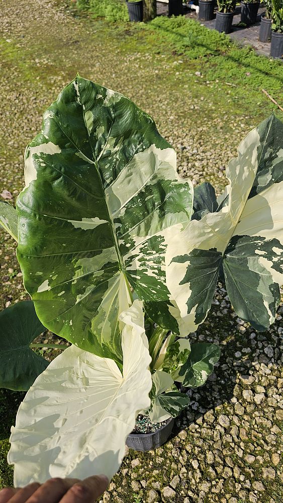 alocasia-macrorrhiza-variegata-elephant-ear