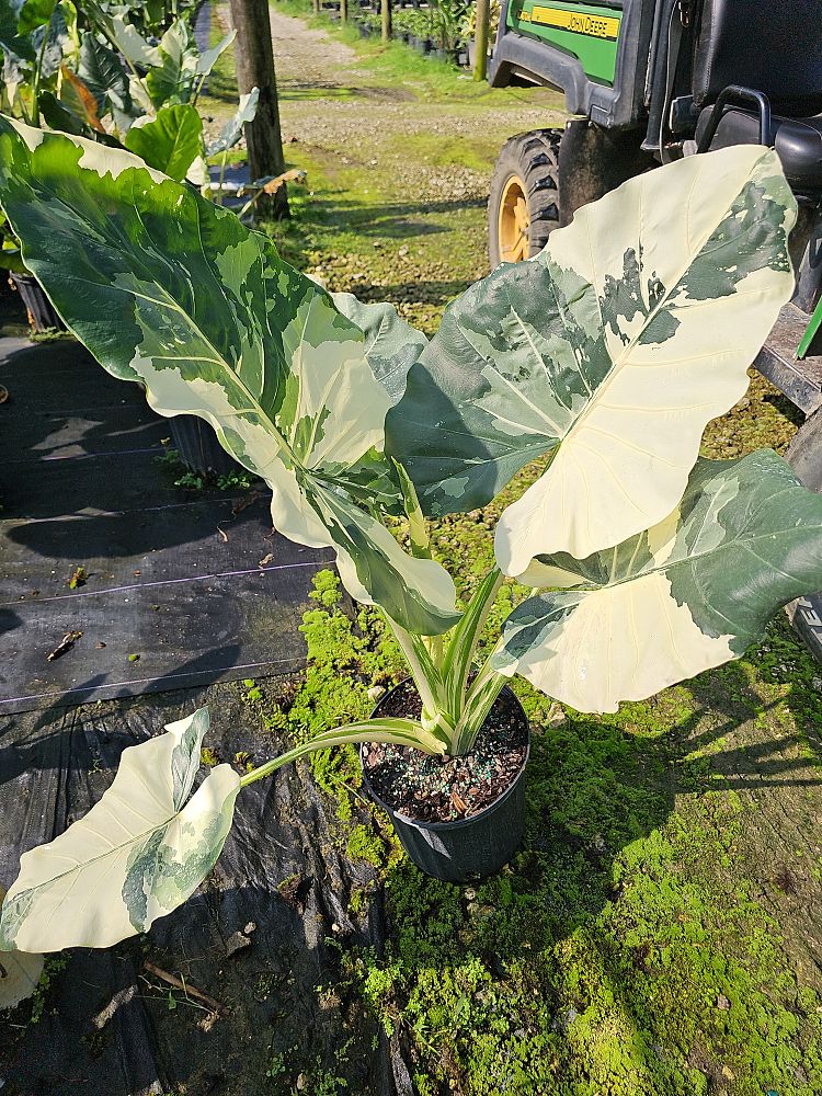 alocasia-macrorrhiza-variegata-elephant-ear