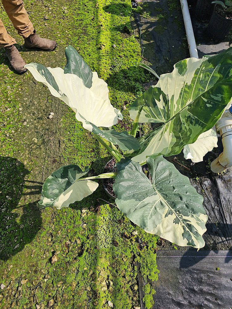 alocasia-macrorrhiza-variegata-elephant-ear