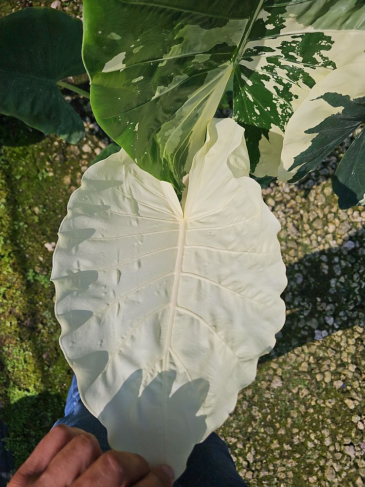 alocasia-macrorrhiza-variegata-elephant-ear