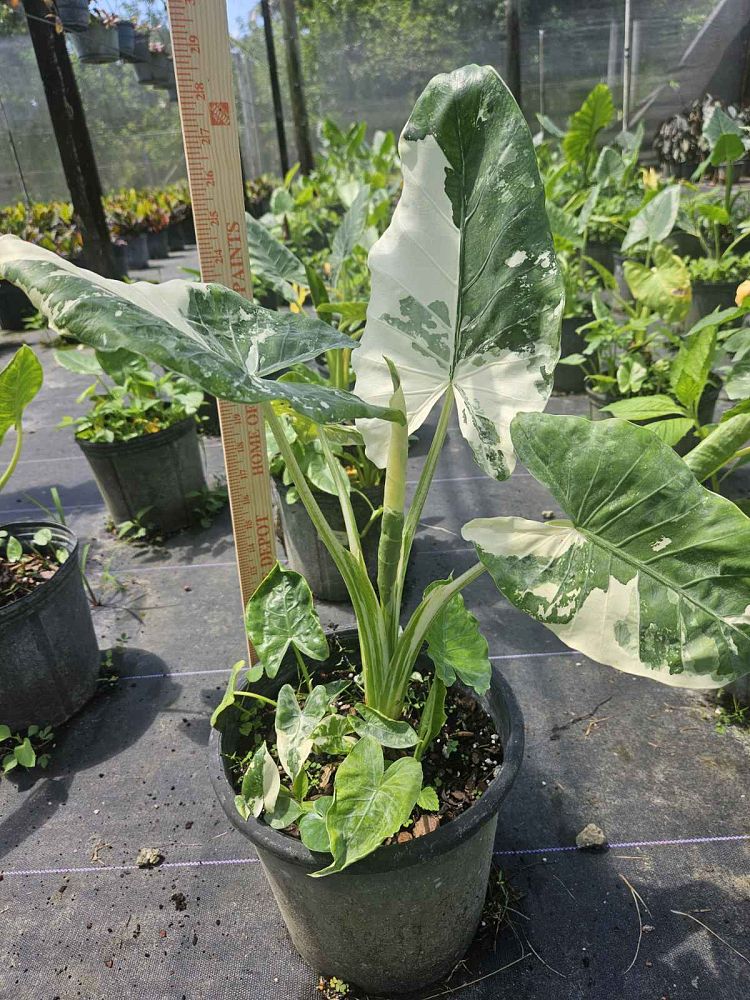 alocasia-macrorrhiza-variegata-elephant-ear