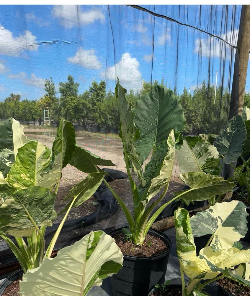 alocasia-macrorrhiza-variegata-elephant-ear